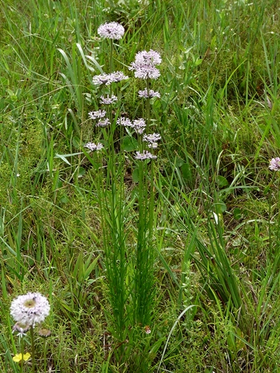 {Marshallia tenuifolia}